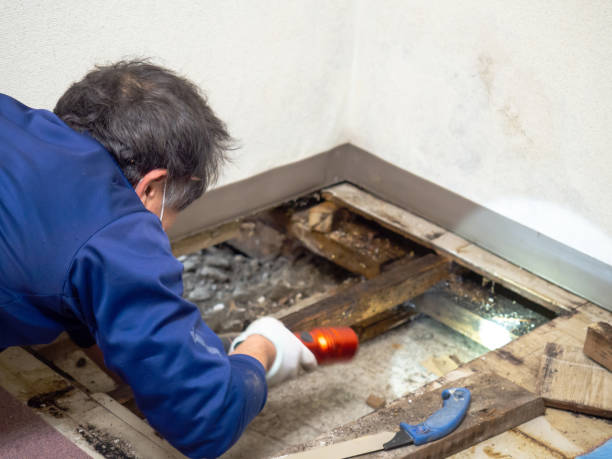 Best Mold Removal Company Near Me  in Fox Lake, WI