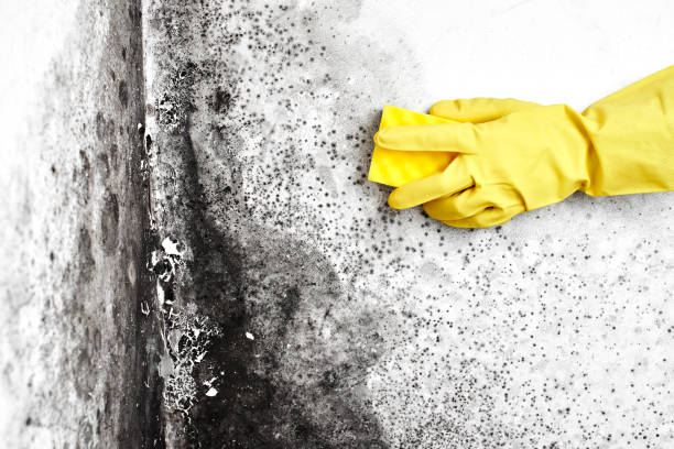 Best Home Mold Removal  in Fox Lake, WI
