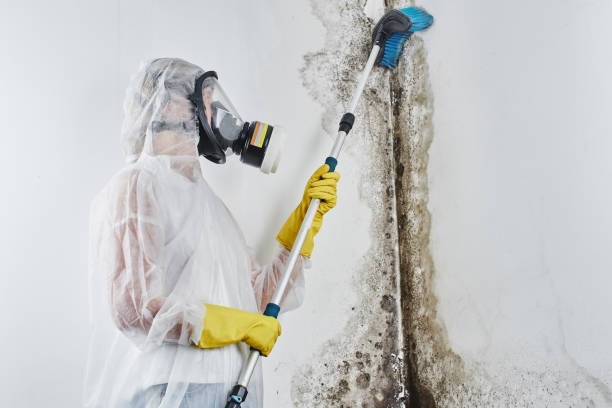 Best Mold Removal Company Near Me  in Fox Lake, WI