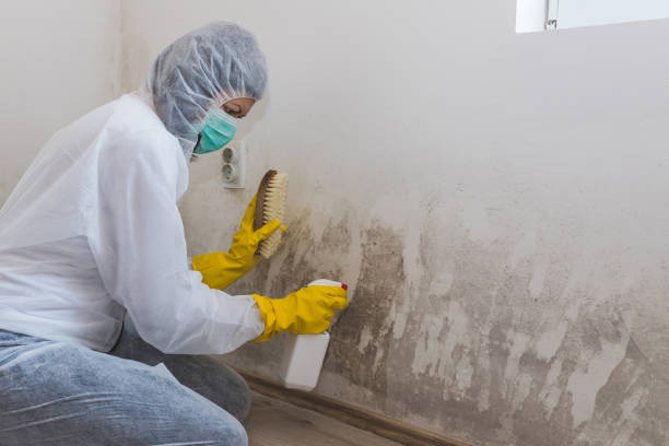 Best Mold Testing  in Fox Lake, WI