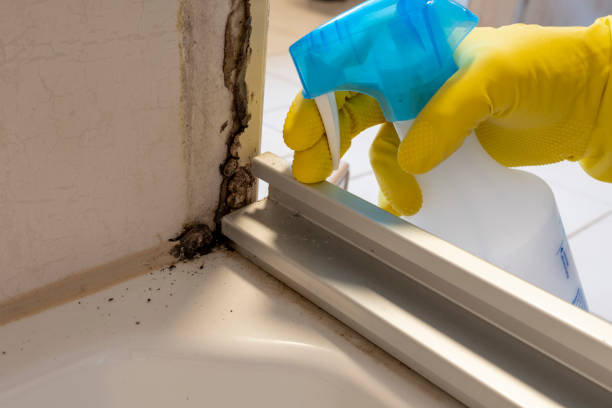 Best Affordable Mold Removal  in Fox Lake, WI