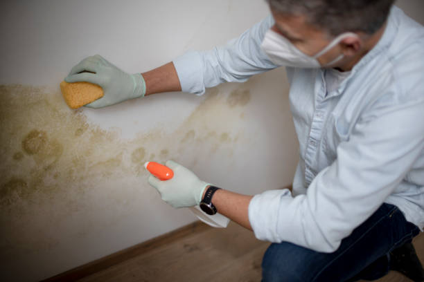 Best Emergency Mold Removal  in Fox Lake, WI