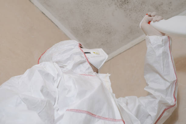Best Attic Mold Removal  in Fox Lake, WI