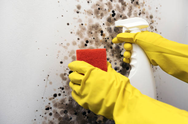 Best Mold Damage Repair  in Fox Lake, WI