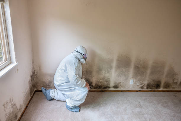 Mold Removal and Inspection in Fox Lake, WI