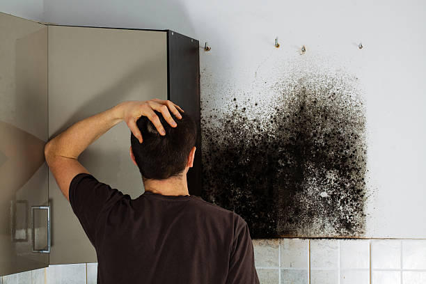 Crawl Space Mold Removal in Fox Lake, WI