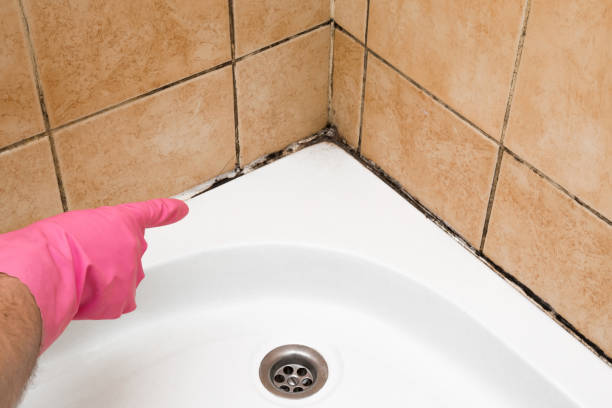 Best Residential Mold Removal  in Fox Lake, WI