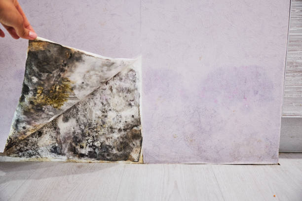 Best Mold Cleaning Services  in Fox Lake, WI